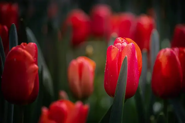 Keukenhof çiçek bahçesi - dünyanın en büyük lale parkı, Lisse, Hollanda