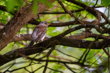 Fieldfare (Turdus pilaris), Turdidae familyasından bir kuş türü..