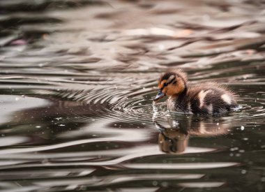 Yaban ördeği ya da yaban ördeği (Anas platyrhynchos) gölde yüzen küçük bir yenidoğan. Sabah güneşi. Yeşil arkaplan.