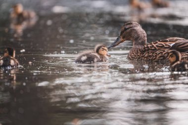 Yaban ördeği ya da yaban ördeği (Anas platyrhynchos) gölde yüzen küçük bir yenidoğan. Sabah güneşi. Yeşil arkaplan.