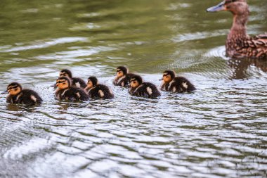 Yaban ördeği ya da yaban ördeği (Anas platyrhynchos) gölde yüzen küçük bir yenidoğan. Sabah güneşi. Yeşil arkaplan.