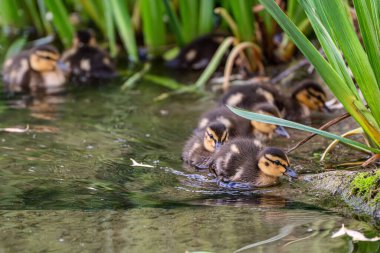 Küçük şirin ördek yavrusu gölde ya da nehirde sakin suyla tek başına yüzüyor. Tarım, tarım. Mutlu ördek. Sevimli ve esprili