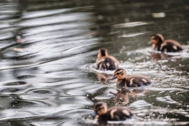 Küçük şirin ördek yavrusu gölde ya da nehirde sakin suyla tek başına yüzüyor. Tarım, tarım. Mutlu ördek. Sevimli ve esprili