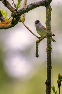 Avrasya kara başlığı (Sylvia atricapilla), genellikle siyah başlık olarak bilinen, yaygın ve tipik bir ötleğen kuşu..