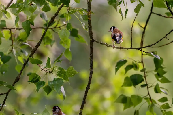 Saka kuşu, carduelis carduelis, dağılmış yeşil arka planda bir dal üzerine tüneyen.