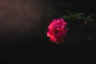 Alp rhododendron (Rhododendron ferrugineum), Çek baharı. Koyu arkaplan, alanı kopyala.