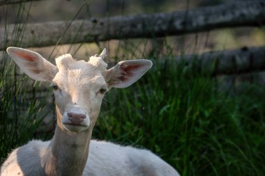 Genç bir erkek portresi. Beyaz, nadasa dönmüş geyik..