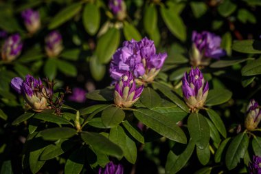 Rhodondron (Rhododendron L.) blooming purple in spring in the garden clipart