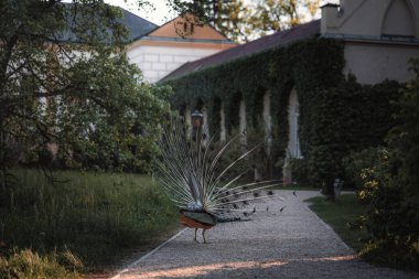 Peacock blue, peacock ordinary Pavo cristatus . Beautiful peacock walking freely. clipart