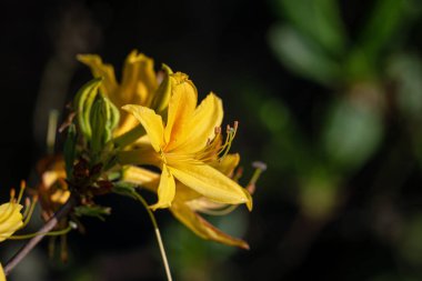 Flowers yellow rhododendron in the park. Rhododendron luteum, yellow azalea or honeysuckle azalea bright yellow flowers clipart