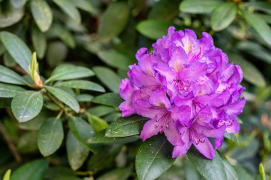 rhododendron (Rhododendron makrophyllum), rhododendron parkında çiçek açma zamanı