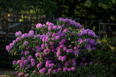 rhododendron (Rhododendron macrophyllum), blooming time at the rhododendron park clipart