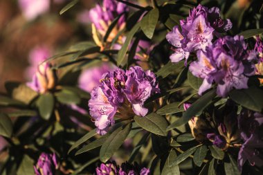 rhododendron (Rhododendron makrophyllum), rhododendron parkında çiçek açma zamanı