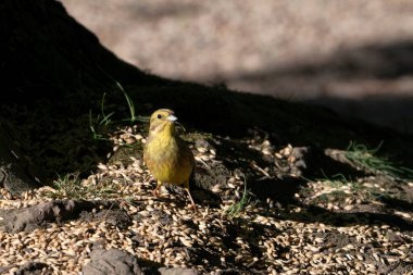 Sarı Çekiç (Emberiza citrinella). Erkek kuş yerde tahıl arıyor. .