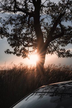Gün batımında eski bir meyve bahçesi. Yaz zamanı, yaşlı ağaçlar, kırsal alan..