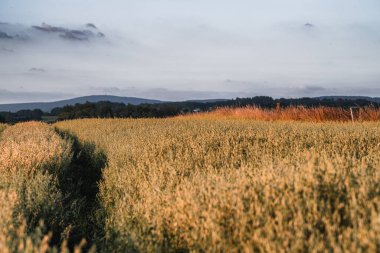 Bir günbatımı güzel alan genç yeşil buğday. Olgunlaşma kulakları buğday. Tarım. Doğal ürün.