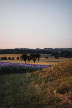 Dantelli fazelyanın çiçekleri (Phacelia tanacetifolia). Mor çiçekler. Arka planda yaz gökyüzü. Güzel gün batımı.