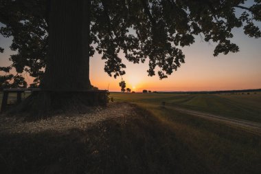 Güneş batarken. Geniş görüş açısı... Mavi gökyüzü, bulutlar, bir tarla ve yalnız bir ağaç..