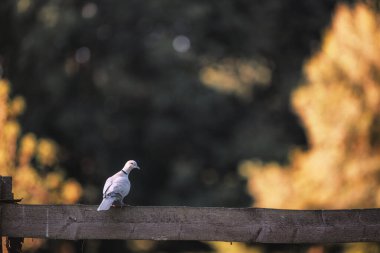 Avrasya yakalı güvercini (Streptopelia decaocto) yaz günbatımında parkta.