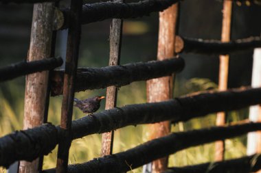 Close up of a beautiful male common blackbird (Turdus merula) perched on a fence in the park. Cute garden bird background image of an european blackbird. clipart