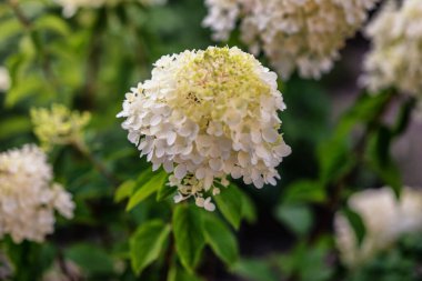 Ortanca çiçeğinin seçici odak çalıları, beyaz krem hortensi, paniklenmiş ortanca, Hydrangeaceae familyasından bir bitki türü..