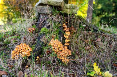 Ağaç kütüğünde mantar yetişiyor