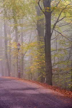 Gün doğumunda sisli bir havada orman tepelerinin atmosferik manzarası. Yumuşak ışık, güneş ışınları. Yeşil ağaçlar, renkli yapraklar, yosun, eğrelti otu, bitkiler. Bastei, Almanya.