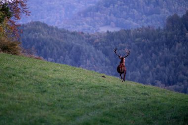 Kızıl Geyik, Cervus Elaphus, Güz dağlarında gün batımından sonra geyik sürüsü.