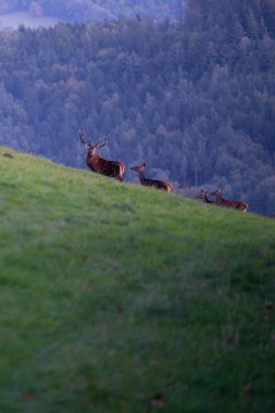 Red Deer, cervus elaphus, deer herd in autumn mountain landscape after sunset. clipart