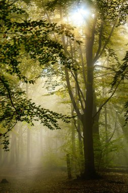 Enchanting sunlight through mist woodlands scenery with amazing golden sun rays illuminating the view. A tranquil landscape photo of natural beauty. clipart