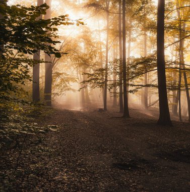 Kayın ağacı ormanında gizemli bir sabah sisi. Sarı ve turuncu yapraklı sonbahar ağaçları. Bastei, Almanya