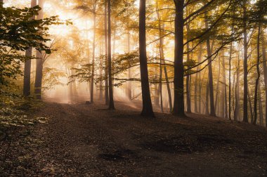 Kayın ağacı ormanında gizemli bir sabah sisi. Sarı ve turuncu yapraklı sonbahar ağaçları. Bastei, Almanya
