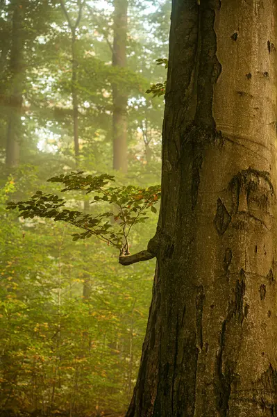 Ormanda sonbahar sisi