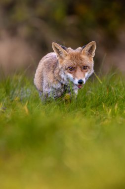 Bir kızıl tilkinin (vulpes vulpes) kapanışını sabah vakti.