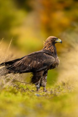 Altın kartal Aquila Chrysaetos vahşi yaşam avı doğa yırtıcısı güzel hayvan manzaralı kuşbilim Avrupa