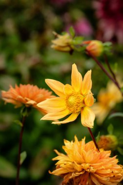 Noordwijks Glorie Dinnerplate dahlia flowers. Beautiful, multi-layer, orange dahlia flowers. clipart