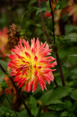 Çiçekli yıldız çiçeği 