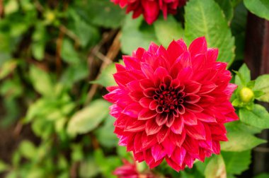 Bahçede kırmızı yıldız çiçeği