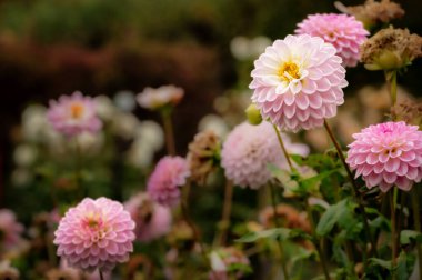 Pembe Dahlia doğal bir bahçede