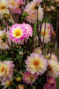 Dahlia Çiçeği El Paso 'nun bir bahçede çiçek açması