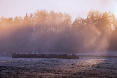 Kış ormanındaki ilk karla kaplı saman balyaları. Kasım sabahı dondurucu soğuk.