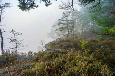 Belvedere Viewpoint (Labska Stran) yakınlarında sonbahar sisli ormanı. İsviçre 'nin Bohemian Ulusal Parkı' ndaki en eski bakış açısıdır. Avrupa 'da turistik bir yer ve seyahat yeri. Çek Cumhuriyeti.