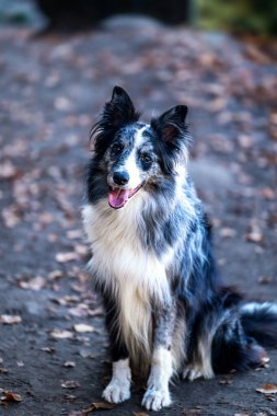 Border Collie dog - Canis lupus familiaris - çalışan bir koyun çobanı köpeği veya bir yoldaş olarak