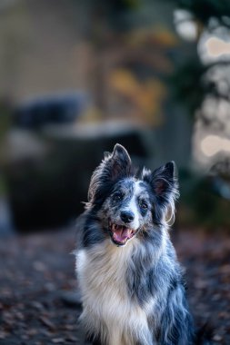 Border Collie dog - Canis lupus familiaris - çalışan bir koyun çobanı köpeği veya bir yoldaş olarak