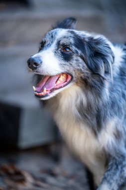 Border Collie dog - Canis lupus familiaris - çalışan bir koyun çobanı köpeği veya bir yoldaş olarak