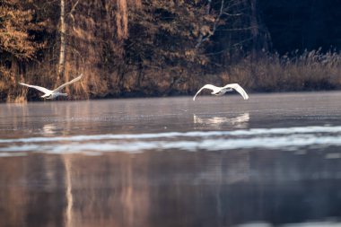 Bir Dilsiz Kuğular (Cygnus rengi) Uçan Sabah Işığı