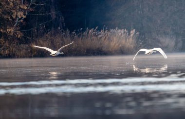 Bir Dilsiz Kuğular (Cygnus rengi) Uçan Sabah Işığı