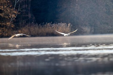Bir Dilsiz Kuğular (Cygnus rengi) Uçan Sabah Işığı