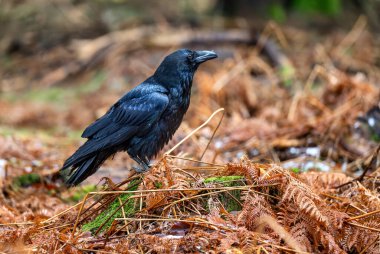 Kuzgun Corvus Corax, kuzey kuzgunu, sonbahar ya da ilk filizlenme ormanı olarak da bilinir..
