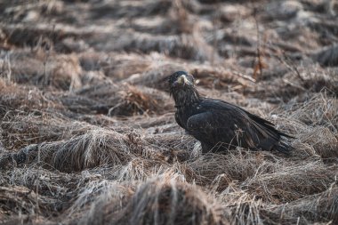 White tailed eagle, haliaeetus albicilla, Europe nature clipart